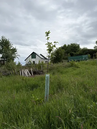 Foto treephoto-rvwrnpnpv91el53rro94x4ku.jpeg