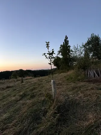 Foto treephoto-ztcumycu9r9lspy0sou6tu92.jpeg