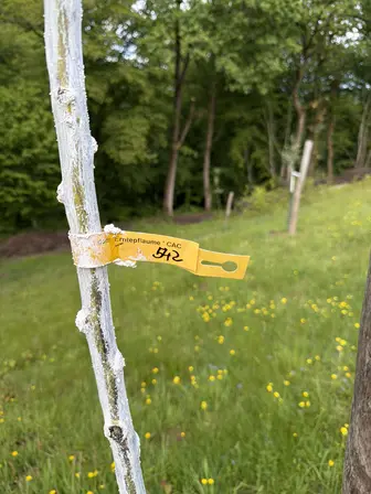 Foto treephoto-e0foyfp0gfocdxi37me6rqd8.jpeg