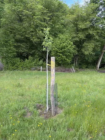 Foto treephoto-gwjkbvmw55zyn89l282umer2.jpeg