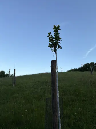 Foto treephoto-hinuaqg73vwusznhoygbwv2w.jpeg
