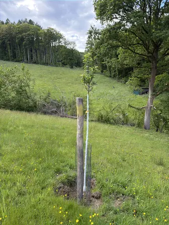 Foto treephoto-la0x5imgxtepu9ig9o096p81.jpeg