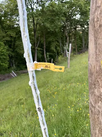 Foto treephoto-m0vbykpex9a235oysfketeii.jpeg