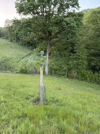 Foto treephoto-o8idhp7gfgbku63ec9xthm2u.jpeg