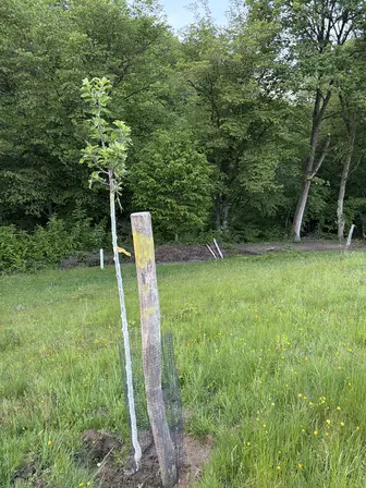 Foto treephoto-q42scnded1mk1yujnotc4l1b.jpeg