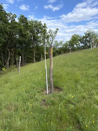 Foto treephoto-qkt7316wfqnojydhmmqh1bsn.jpeg