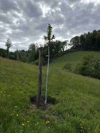 Foto treephoto-sajxvrur1twij8zs7yeybv02.jpeg