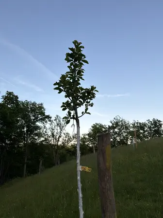 Foto treephoto-t81sn0pkr0kj75xuvgfqza9g.jpeg