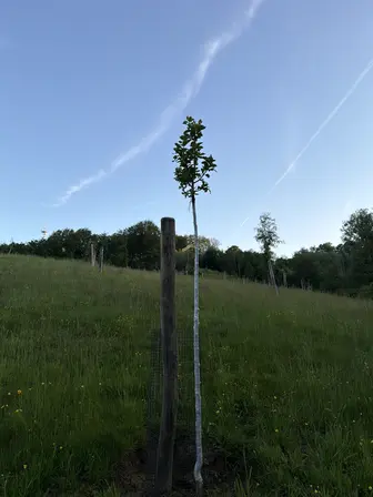 Foto treephoto-vrybhqgb4ezd47d8ku8fnzga.jpeg