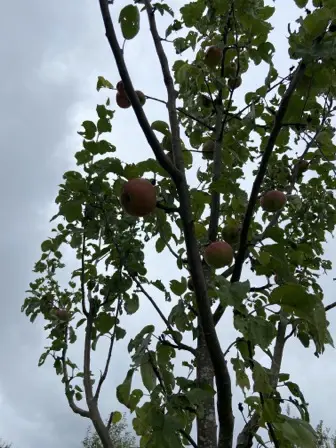 Foto treephoto-qa2mmdkygl7ag5byaow9vfrs.jpeg