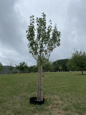 Foto treephoto-tdvo68uku0lzwx4ds742yltp.jpeg