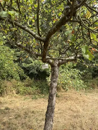 Foto treephoto-q9fc87wdfydvgmnckbjytxhc.jpeg