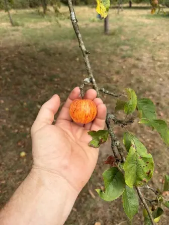 Foto treephoto-bqqzbyipp7d028vo1exdu4ap.jpeg