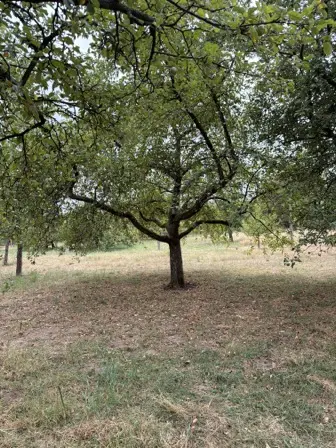 Foto treephoto-fj6m23x92zzqj4aibiwokv4j.jpeg