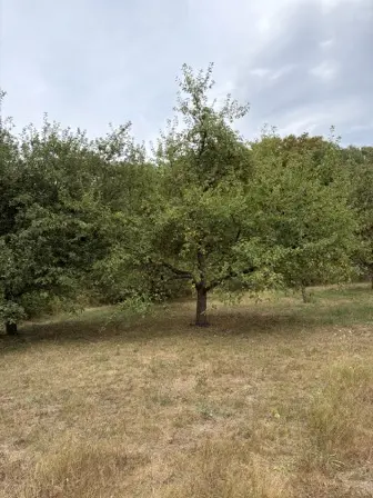 Foto treephoto-iacbk01h5hslmceddg4mublj.jpeg