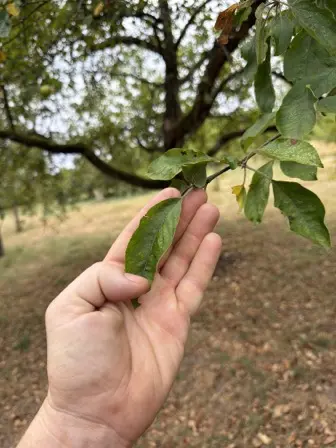 Foto treephoto-ikschejo3yw80d5ezf9hi6sf.jpeg