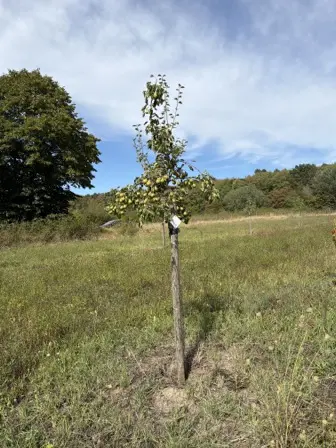 Foto treephoto-a0tzgtvlqmyfuoj7je7l8uqw.jpeg