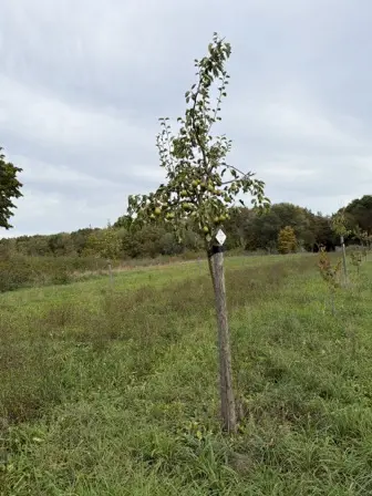 Foto treephoto-dttgb8n49rpc2c7mk9x0v030.jpeg
