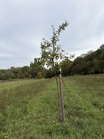 Foto treephoto-g2b932rnoktk333yvr20q3ur.jpeg
