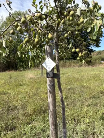 Foto treephoto-k8gh03ivu7obw0ky6nzyd1dh.jpeg