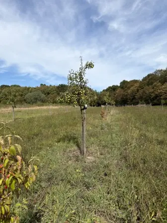 Foto treephoto-vtas1evfw25yfjfp5sz6gwj1.jpeg