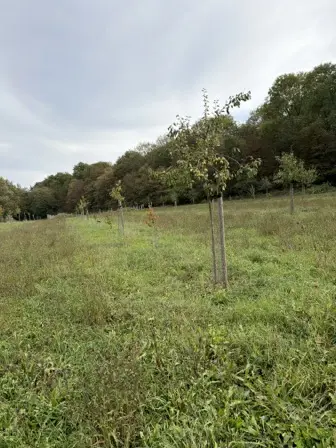 Foto treephoto-wlrex6hbg5a36swrfoq31d8w.jpeg
