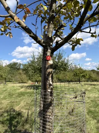 Foto treephoto-i0eyn9ij2hpdbmr64nk54n21.jpeg