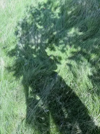 Foto treephoto-xxpqaxt5azmpe5byulhqhd7s.jpeg