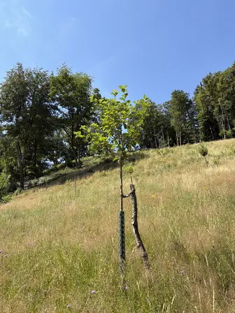 Foto treephoto-ml6q18jp1s9r0sn03d3avm31.jpeg