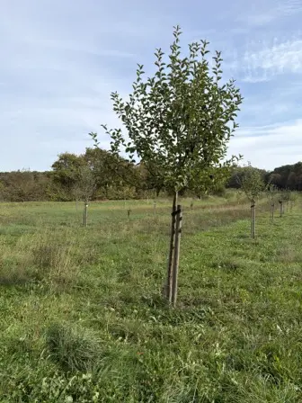 Foto treephoto-fzo7t733v4ieeriqmqge07i8.jpeg