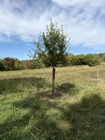 Foto treephoto-hjpinjxgz4s6buem3vgrdim9.jpeg