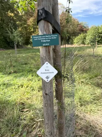 Foto treephoto-kvid3410tchoo7zwmiewh76j.jpeg