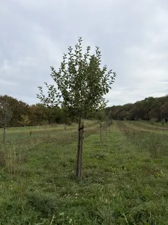 Foto treephoto-l8c6lmpoacbz1wqnfawd8tyo.jpeg