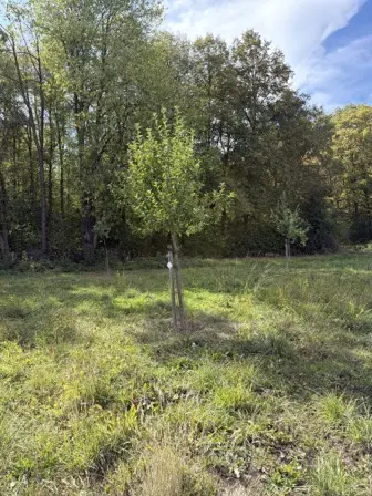 Foto treephoto-rrrer8vupo929vtsv9giu9qj.jpeg