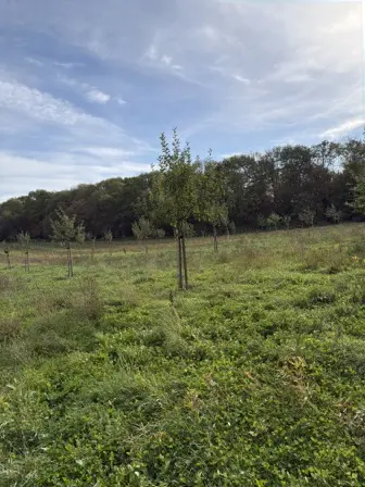 Foto treephoto-waalgmtubljfg1t3hbne3eum.jpeg