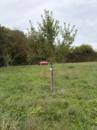 Foto treephoto-wpva42dld3h4v8y7tdaves5d.jpeg
