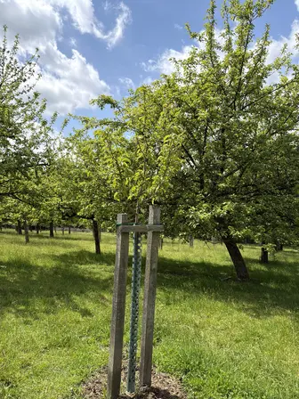 Foto treephoto-c1zswpb7pbx19fhq64cbwcow.jpeg