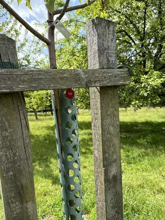 Foto treephoto-zgoug8uyhtfq3imuvjhg3t13.jpeg