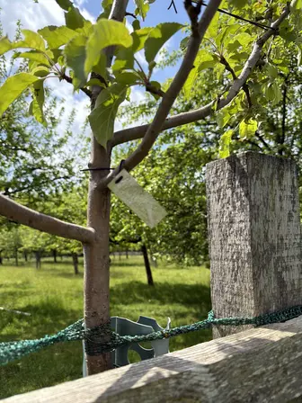 Foto treephoto-zt031h36i0h5pxug3x561uaq.jpeg