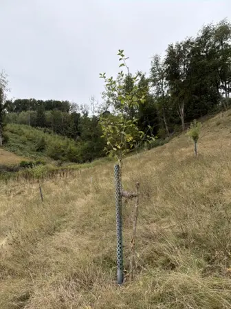 Foto treephoto-a2tjr8qcf1k7tj8pb2u7kkhv.jpeg