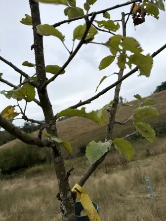 Foto treephoto-gefbqzvgmwmk2uedyqlwhwxs.jpeg