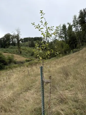 Foto treephoto-kcvxt0to8v6a78kuiwfbhw5v.jpeg