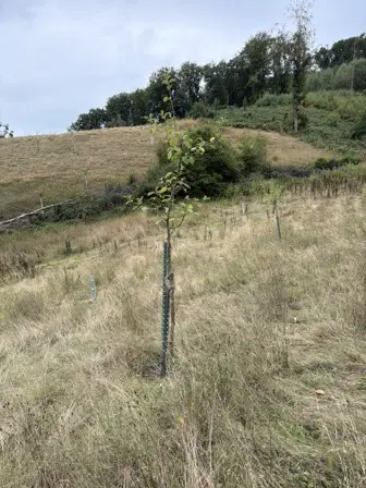 Foto treephoto-x0ogfehxvs0sn8pbprjclu5f.jpeg