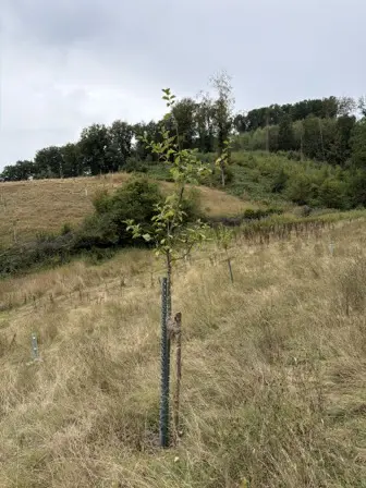 Foto treephoto-x1he73gyjz51dcjdgnebs25f.jpeg