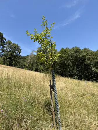 Foto treephoto-xx7n78gtxm86ea94n1baxv6a.jpeg