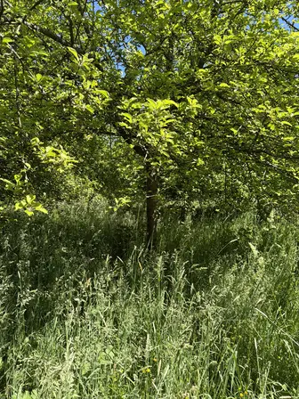 Foto treephoto-d15qfgaodoennznzh8rm6grd.jpeg