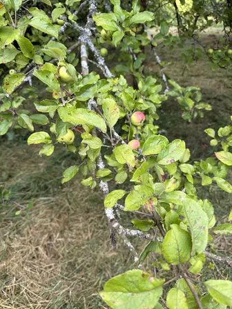 Foto treephoto-g3c5kdkneqwe1xh07ojkm2hs.jpeg