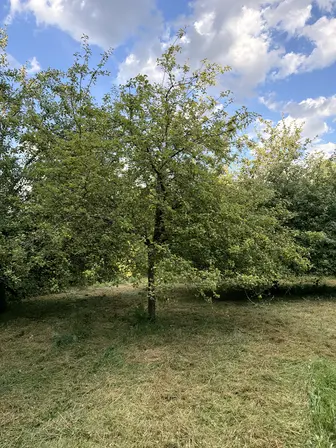 Foto treephoto-ha3ujs2scd8u2hptxqvhrpgq.jpeg