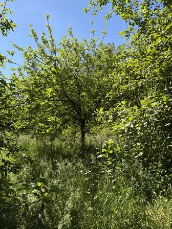 Foto treephoto-j48au2y1e5nkqyiwa0f9je00.jpeg