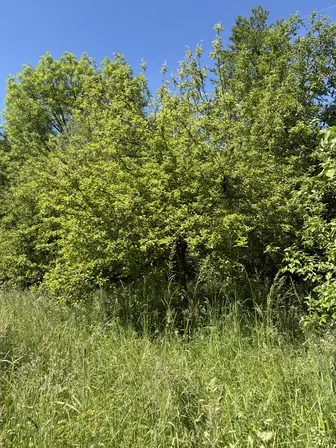 Foto treephoto-l3pv7f3i5woxlrj7awcwj7et.jpeg